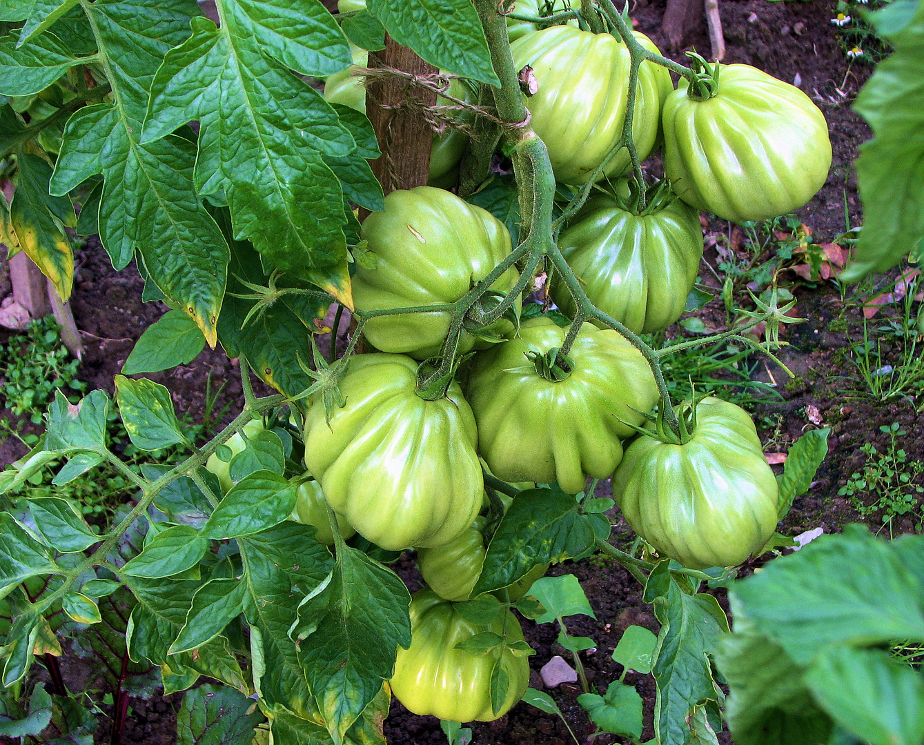 die Tomaten im Tapgarten