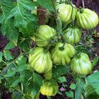 die Tomaten im Tapgarten
