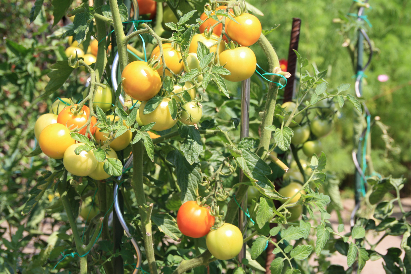 Die Tomaten reifen