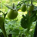 Die Tomaten sind noch grün...