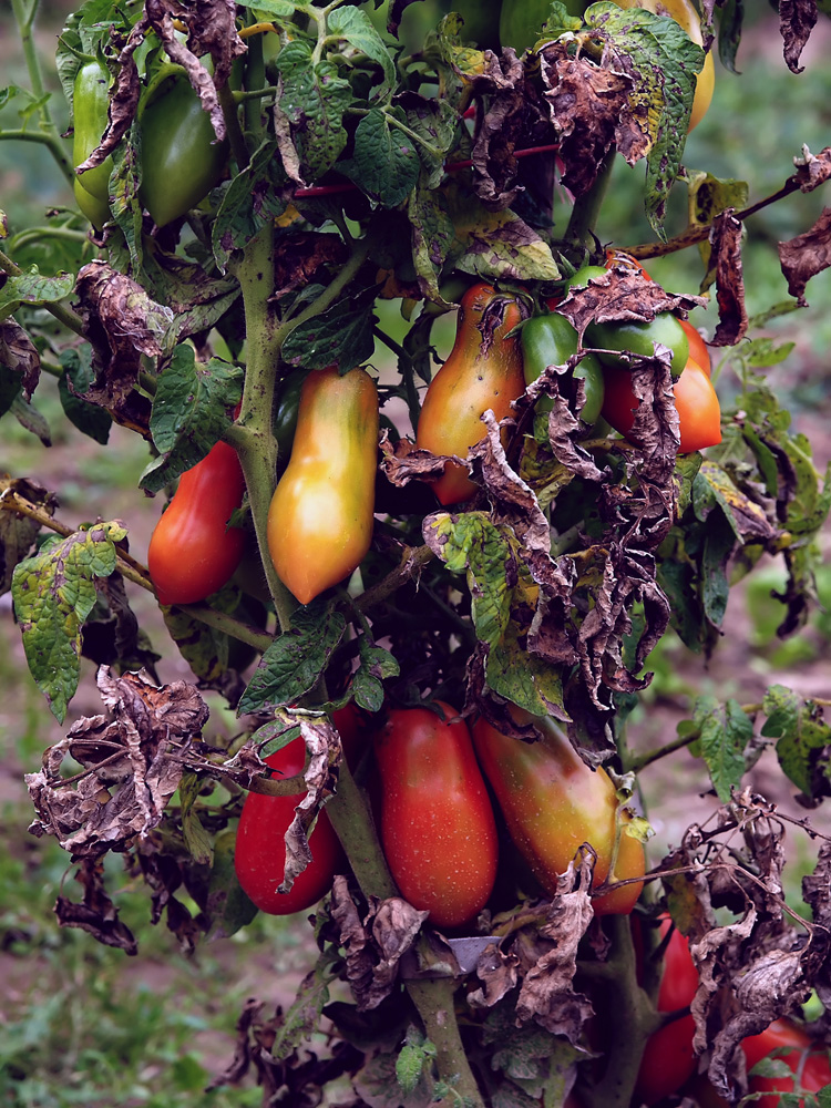 Die Tomaten sind reif