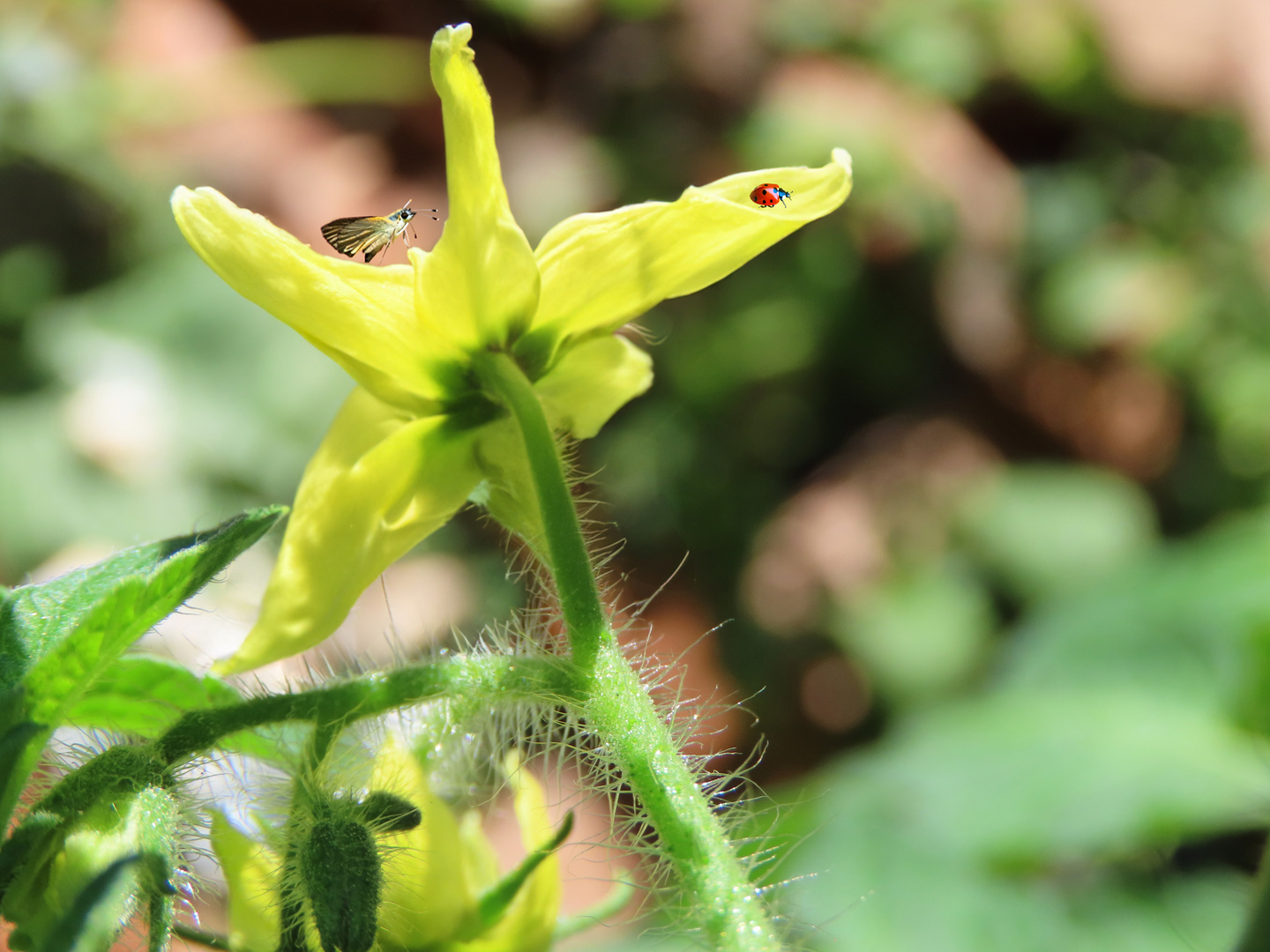 Die Tomatenblüte hat Besuch 