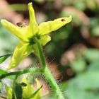 Die Tomatenblüte hat Besuch 