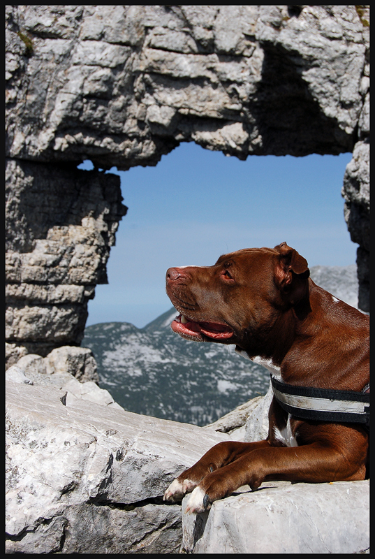 Die Tor (Fenster) Wächterin