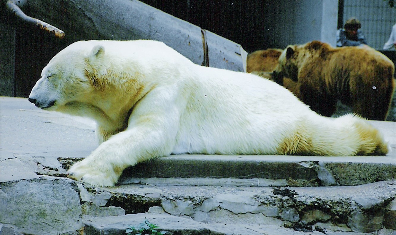 Die totale Entspannung - Eisbär im hannöver´schen Zoo 1992