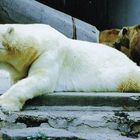 Die totale Entspannung - Eisbär im hannöver´schen Zoo 1992