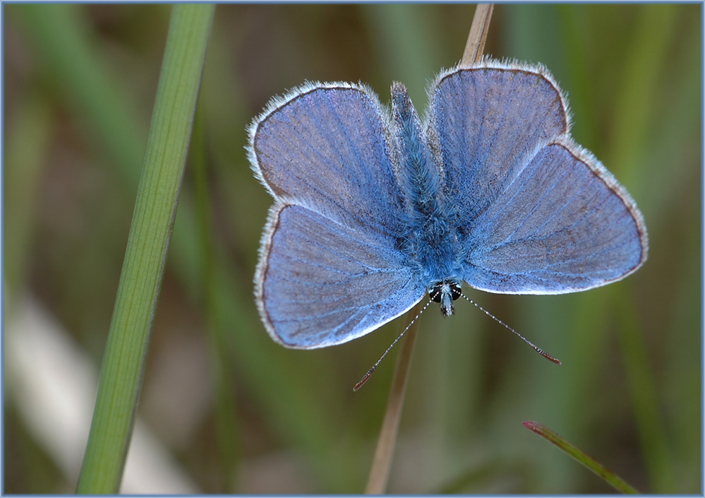 Die Totale vom "Blauen Akrobaten"