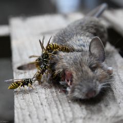 Die tote Maus (15)