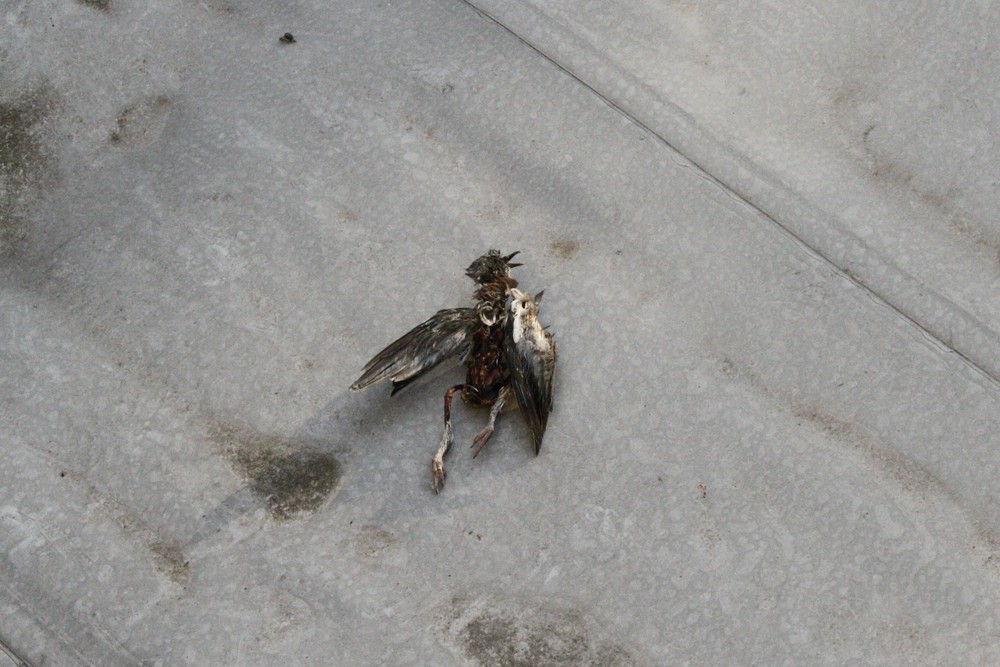 Die tote Taube bzw. Schwarzdrossel auf dem Vordach