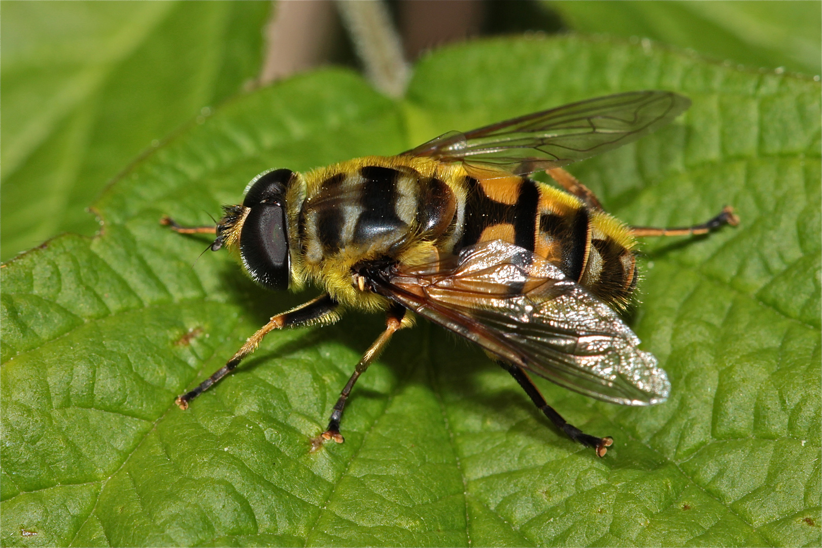 Die Totenkopf-Schwebfliege (Myathropa florea), ein Weibchen.