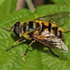 Die Totenkopf-Schwebfliege (Myathropa florea), ein Weibchen.