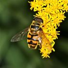 Die Totenkopf-Schwebfliege (Myathropa florea), eine der häufigen Arten.