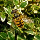 Die Totenkopfschwebfliege (Myathropa florea)