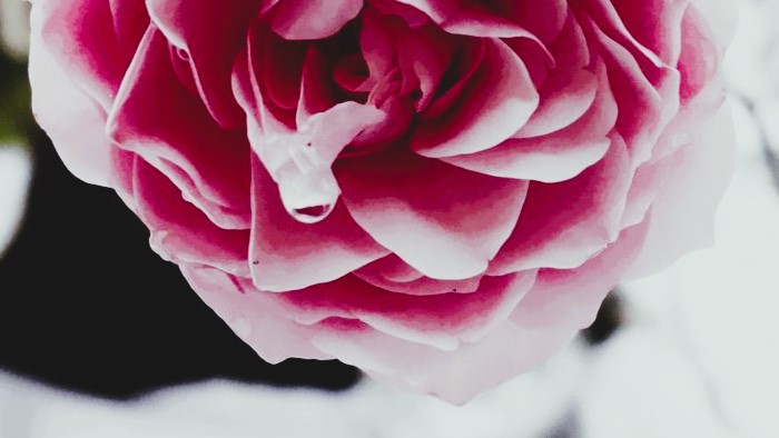*Die Träne der Rose*