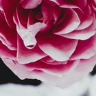 *Die Träne der Rose*
