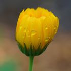 Die Tränen der calendula officinalis