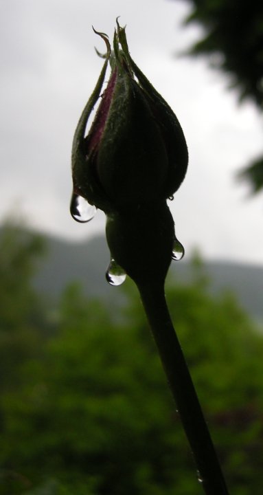 Die Tränen der Rose