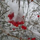 Die Tränen der Schneeflocke...