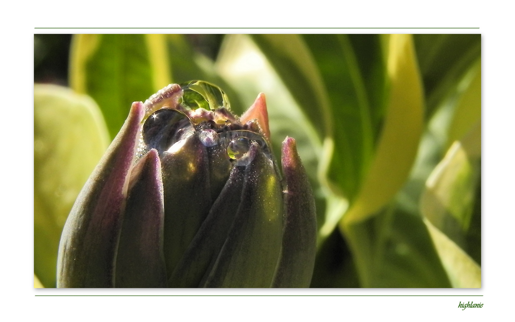 Die Tränen einer Hosta