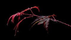 Die Tränen weinender Menschen aller Rassen sind gleich: Es gibt keine farbigen Tränen.