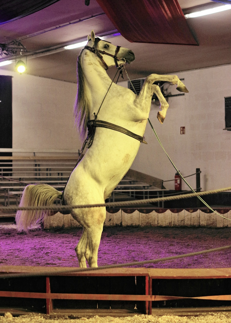 Die Trainingsstunde in der Manege dauert tägl. 20 Min.