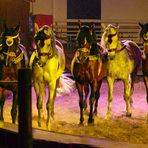 Die Trainingsstunde in der Manege dauert tägl. 20 Min.