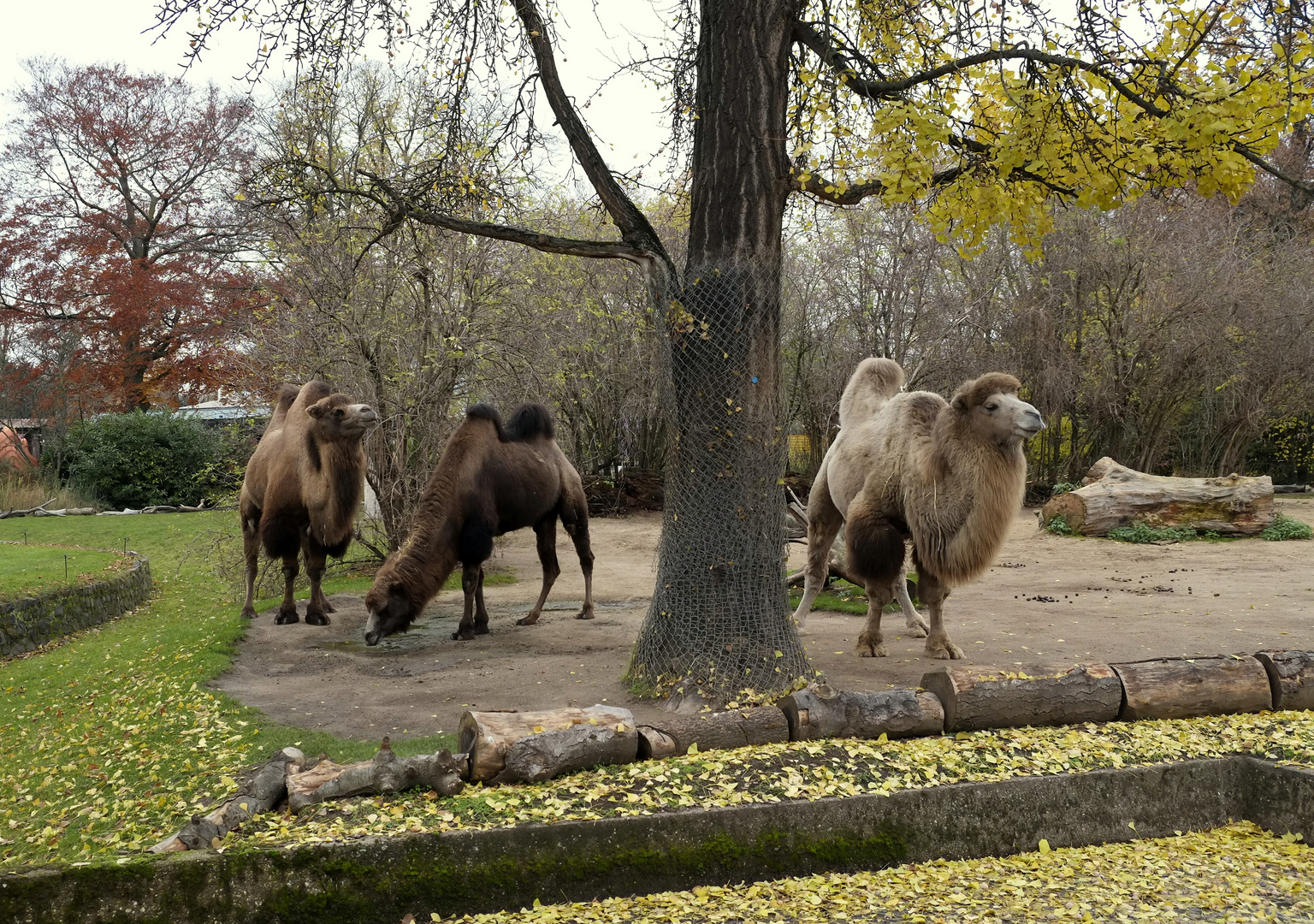 die Trampeltiere