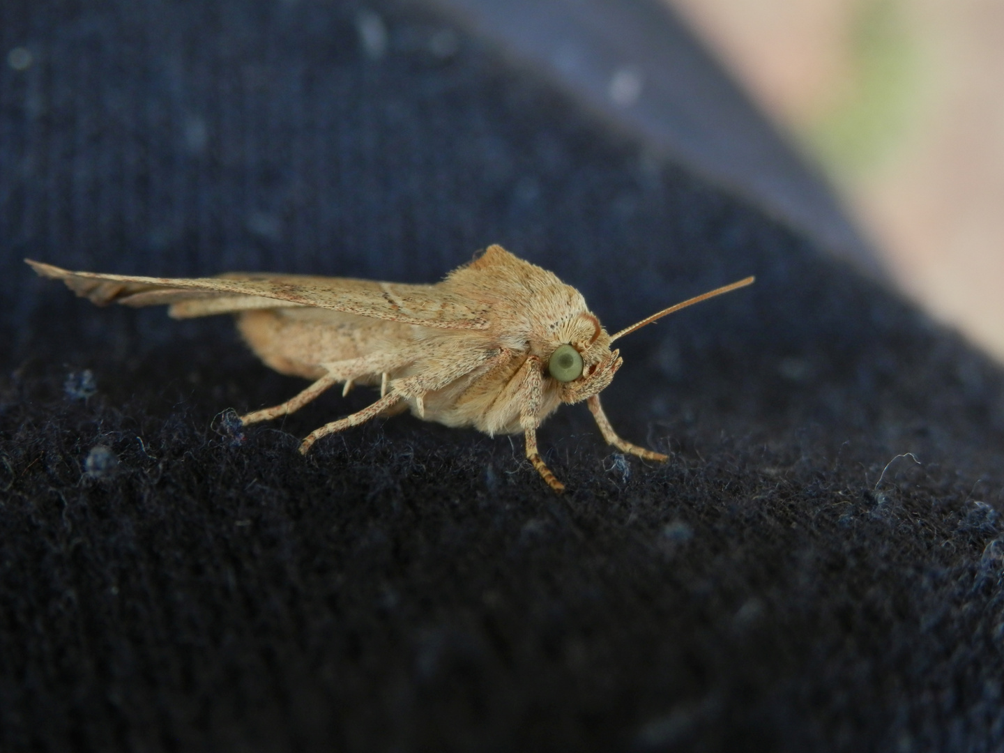 Die Trapezeule (Cosmia trapezina) hat tolle Augen