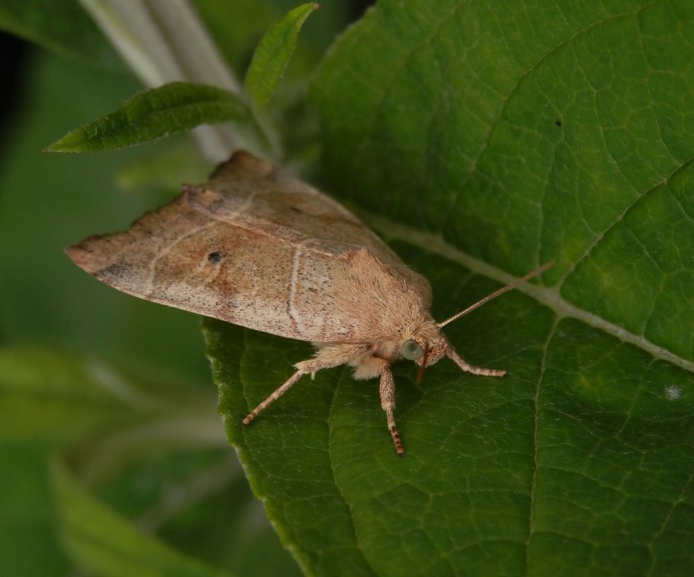 Die Trapezeule (Cosmia trapezina) hat tolle Augen