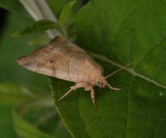 Die Trapezeule (Cosmia trapezina) hat tolle Augen