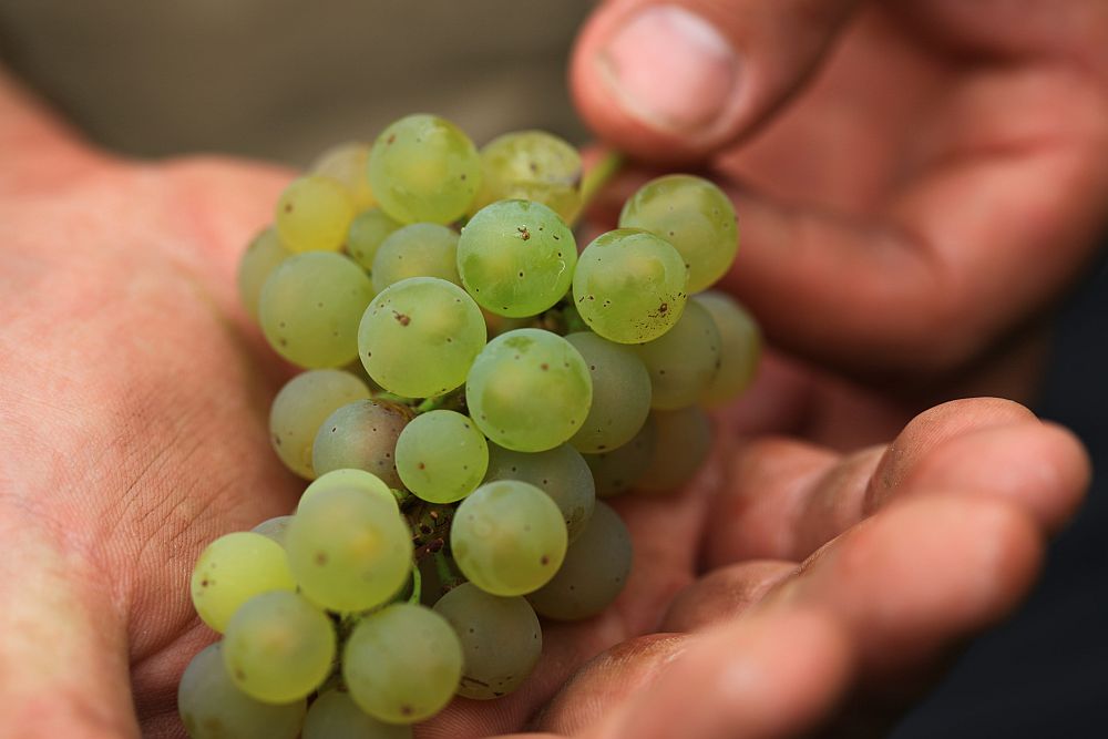 Die Traube -- Das Geheimnis großartiger Rieslinge von der Mosel