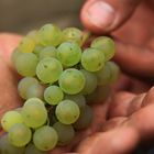 Die Traube -- Das Geheimnis großartiger Rieslinge von der Mosel