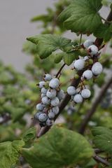 die Trauben der Zierjohannisbeere sind ein willkommenes Vogelfutter