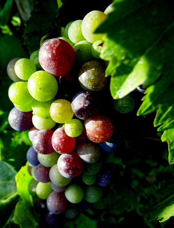 die Trauben reifen heran Foto & Bild | jahreszeiten, herbst, das ahrtal