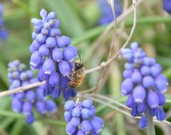 Die Traubenhyazinthe hat Besuch