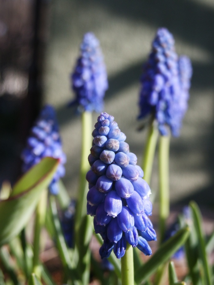 Die Traubenhyazinthen (Muscari)