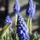 Die Traubenhyazinthen (Muscari)