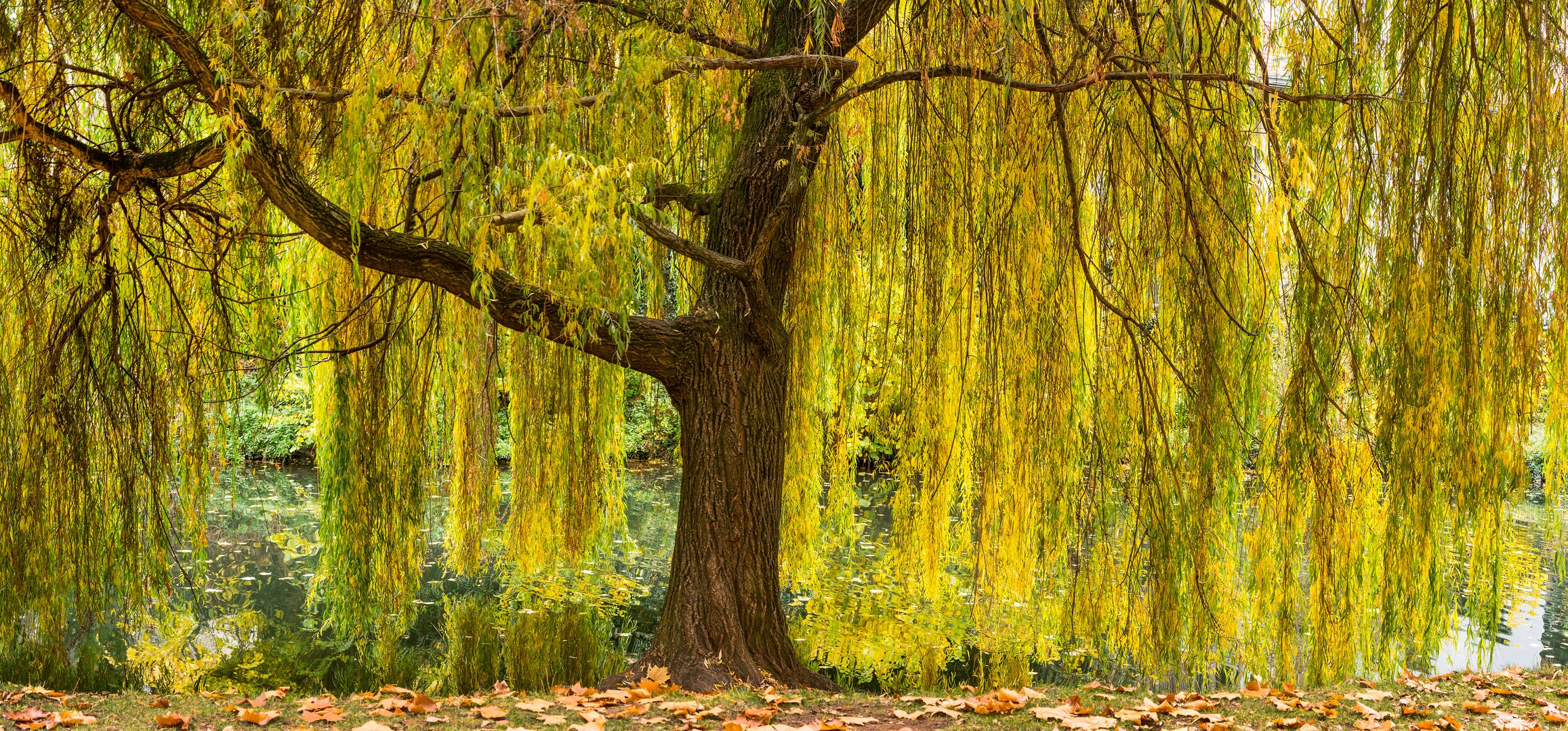 die Trauerweide Foto & Bild wasser, baum, gelb Bilder auf