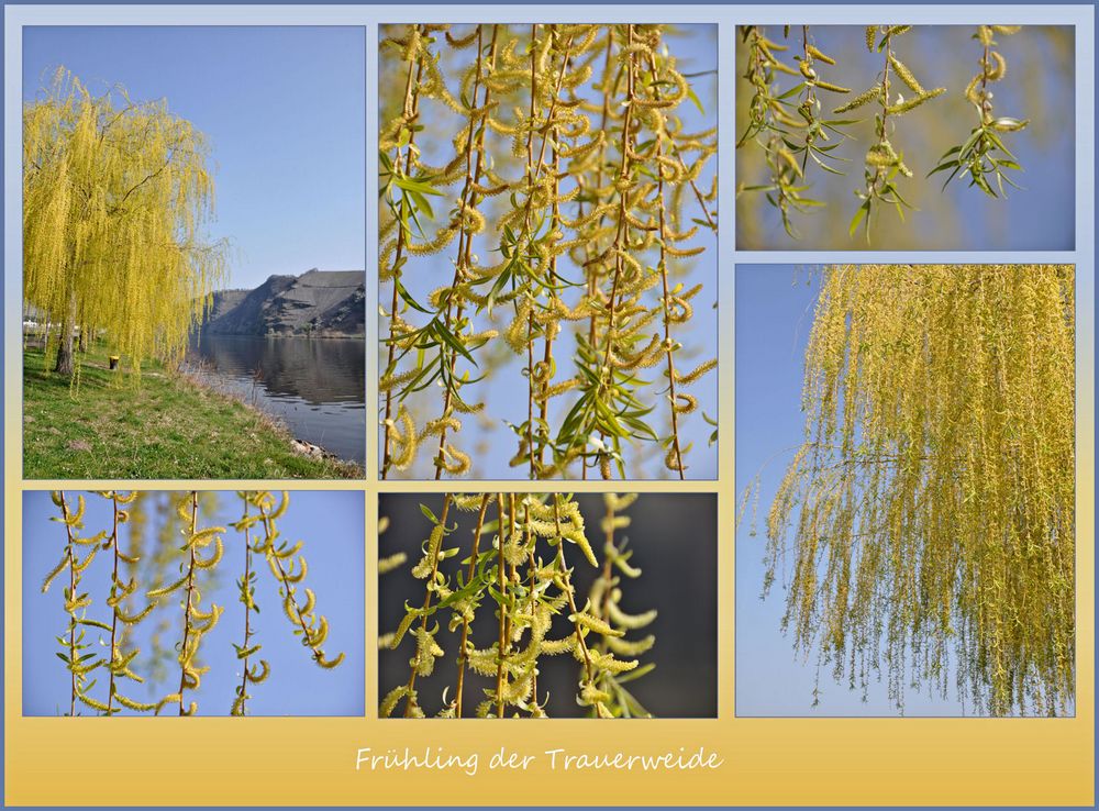 die Trauerweide im Frühling