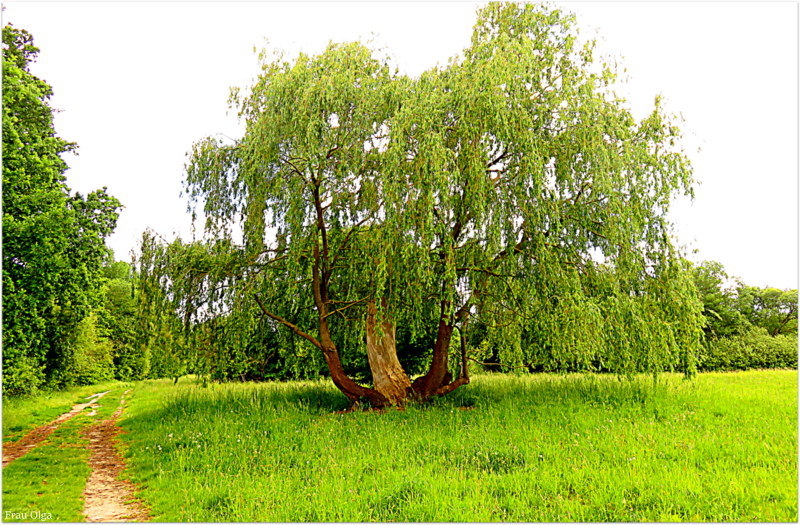 Die Trauerweide im grünen Kleid