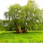 Die Trauerweide im grünen Kleid