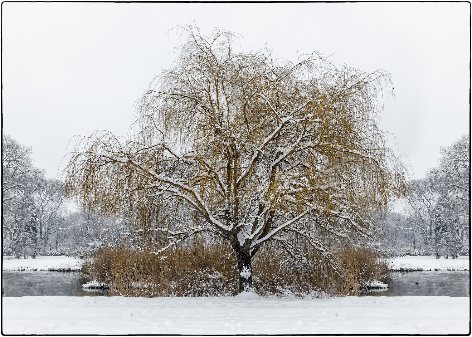 Die Trauerweide im Winter