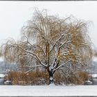 Die Trauerweide im Winter