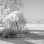 Die Trauerweide trägt Weiss