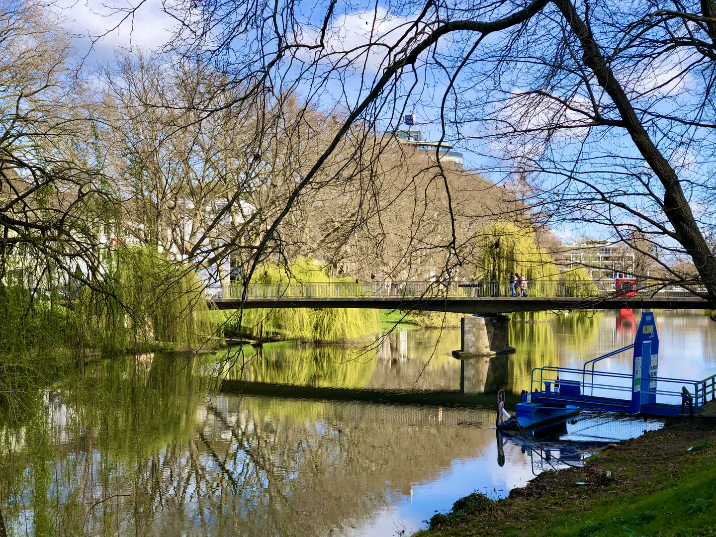 Die Trauerweiden blühen in leuchtendem Grün-Gelb