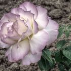 die traurige Rose (1)