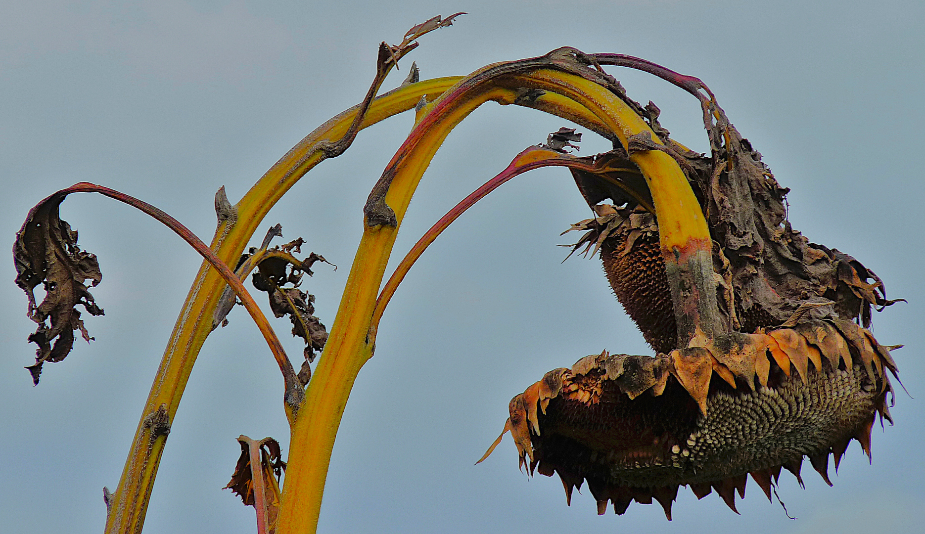 Die traurige Sonnenblume