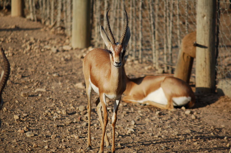 die traurigschauende gazelle