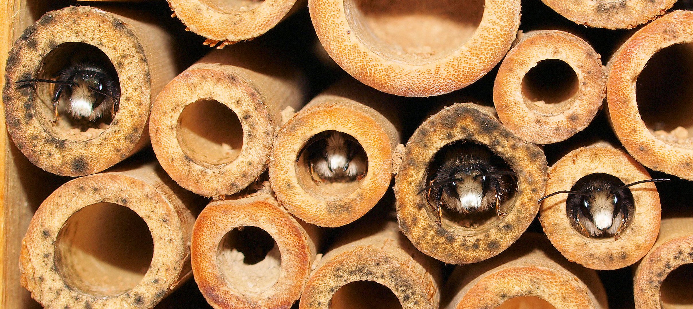 Die traurigsten Bienenmänner der Welt...