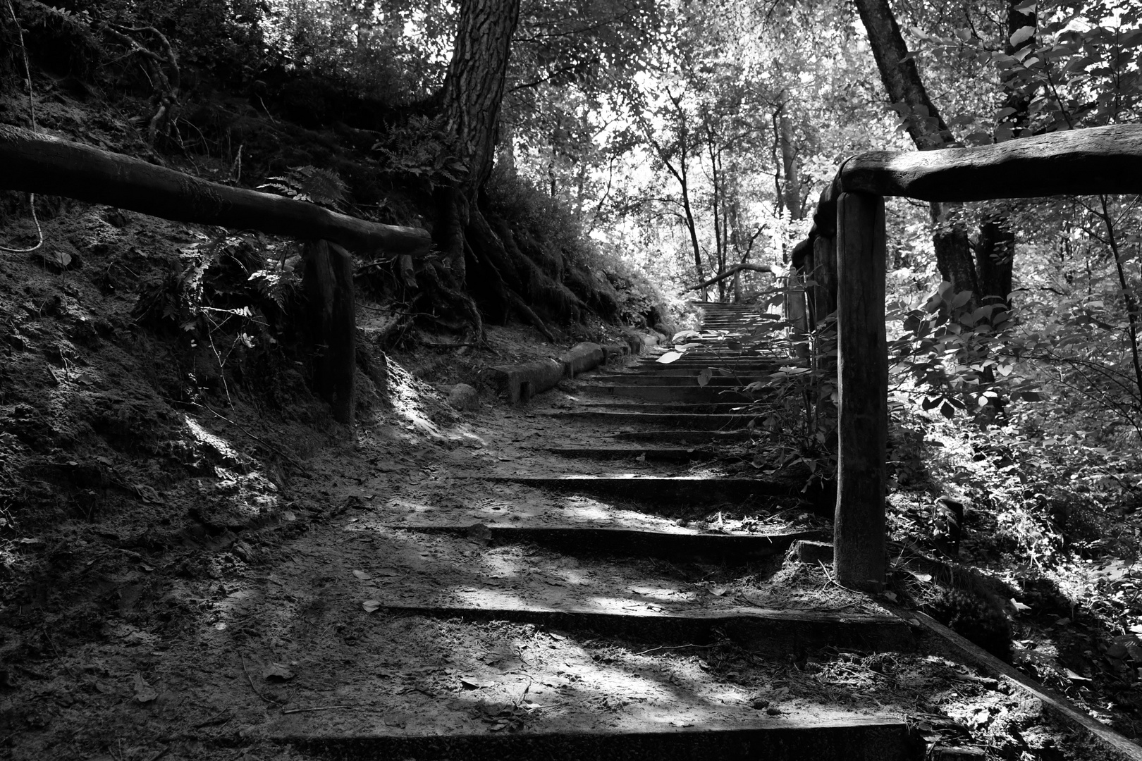 Die Treppe Im Wald